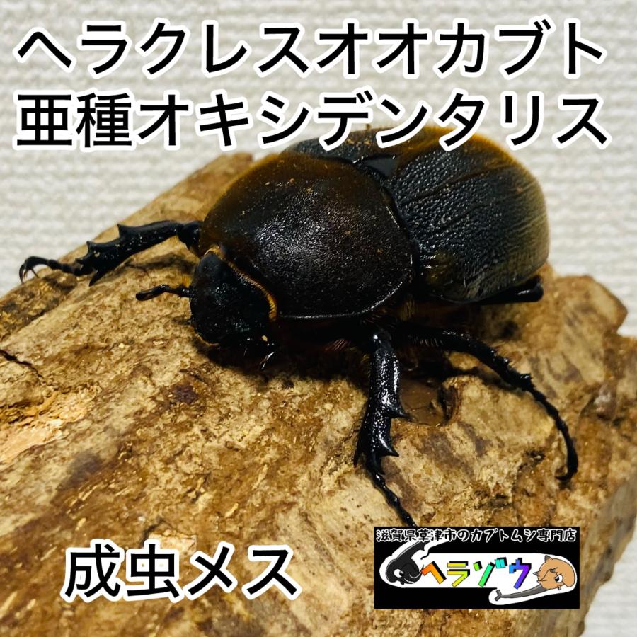 ヘラクレスオオカブト 亜種オキシデンタリス 成虫 メス ♀ 60mmUP DH