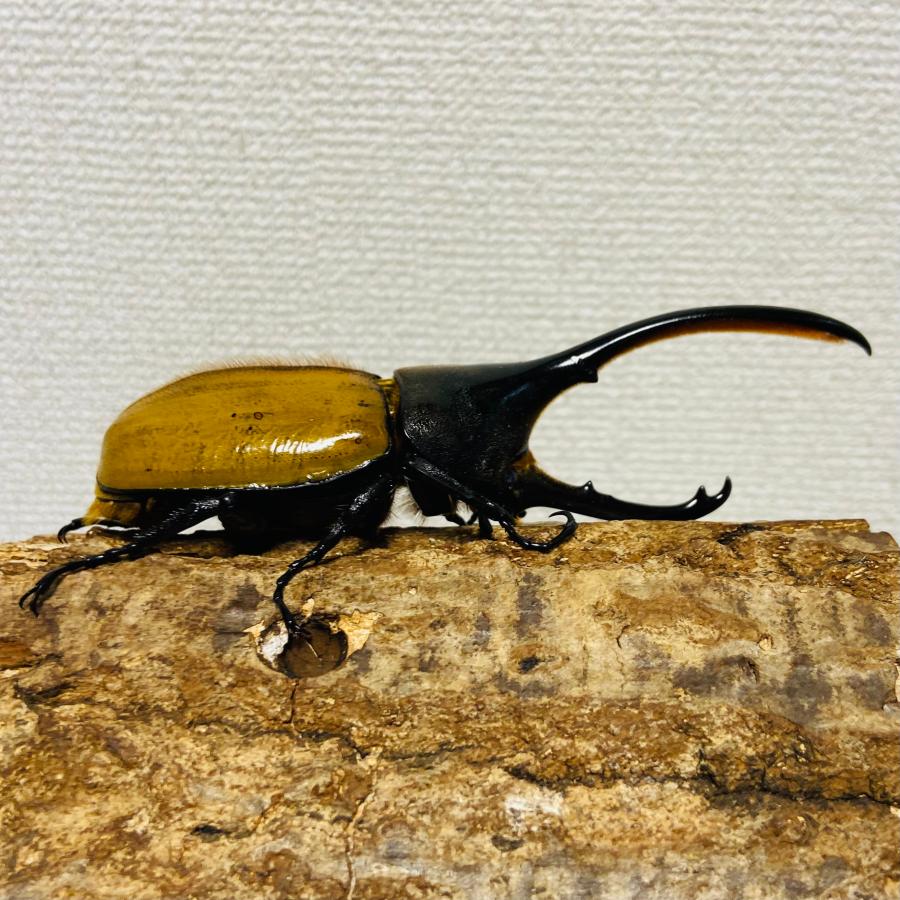 檸檬エクア】ヘラクレスオオカブト 亜種エクアトリアヌス 成虫 オス