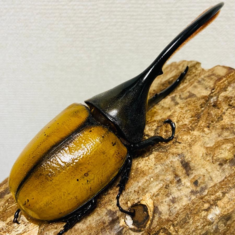 檸檬エクア】ヘラクレスオオカブト 亜種エクアトリアヌス 成虫 オス