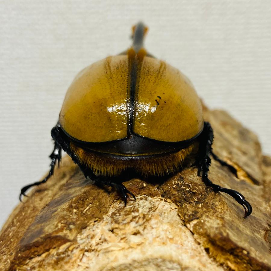 ヘラクレスオオカブト エクアトリアヌス  ♂① 檸檬エクア】ヘラクレスオオカブト 亜種エクアトリアヌス 成虫 オス