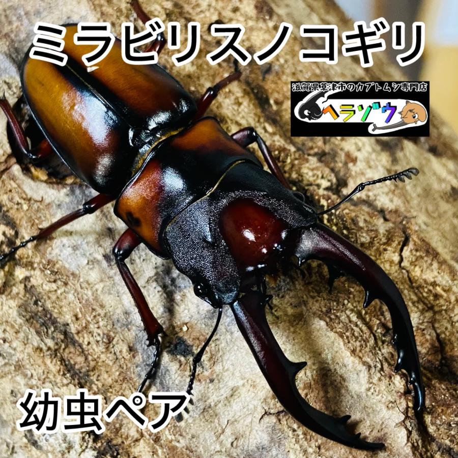 大型ミラビリスノコギリクワガタペア標本 ミラビリスノコギリクワガタ 幼虫 ペア : カブトムシ専門店ヘラゾウ
