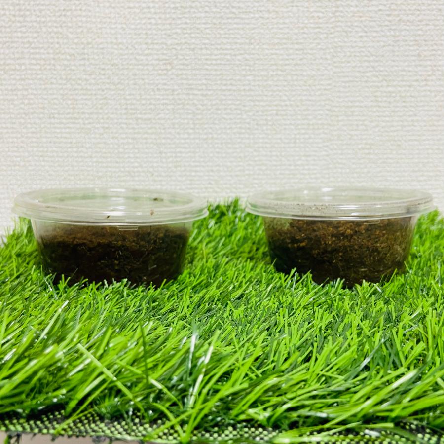 ミラビリスノコギリクワガタ 幼虫 ペア : カブトムシ専門店ヘラゾウ