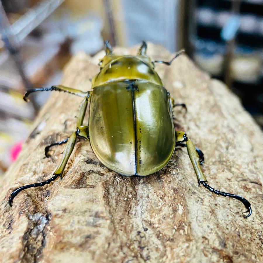 ローゼンベルグオウゴンオニクワガタ 成虫 オス 62.3mm : カブトムシ