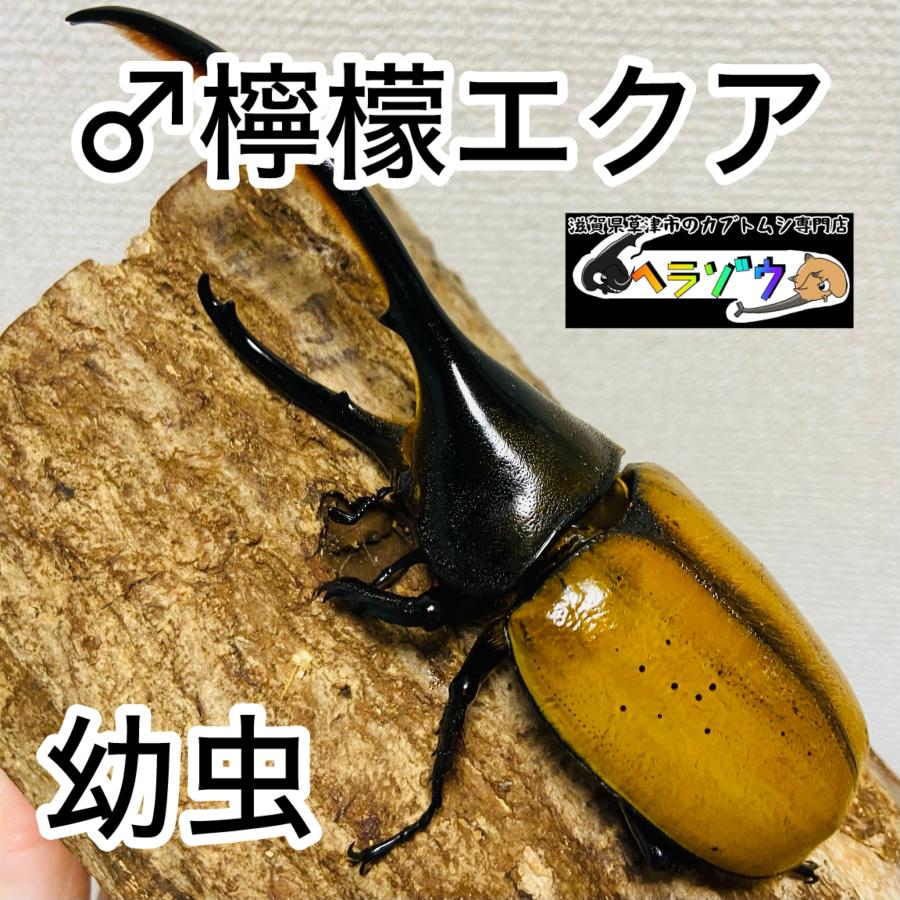 檸檬エクア】 ヘラクレスオオカブト 亜種エクアトリアヌス 幼虫 3匹 