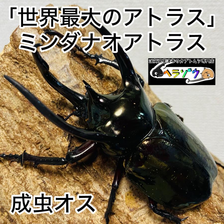 アトラスオオカブト　B品　オス単98ミリ アトラスオオカブト 成虫 オス ♂ 93.7mm ミンダナオアトラス