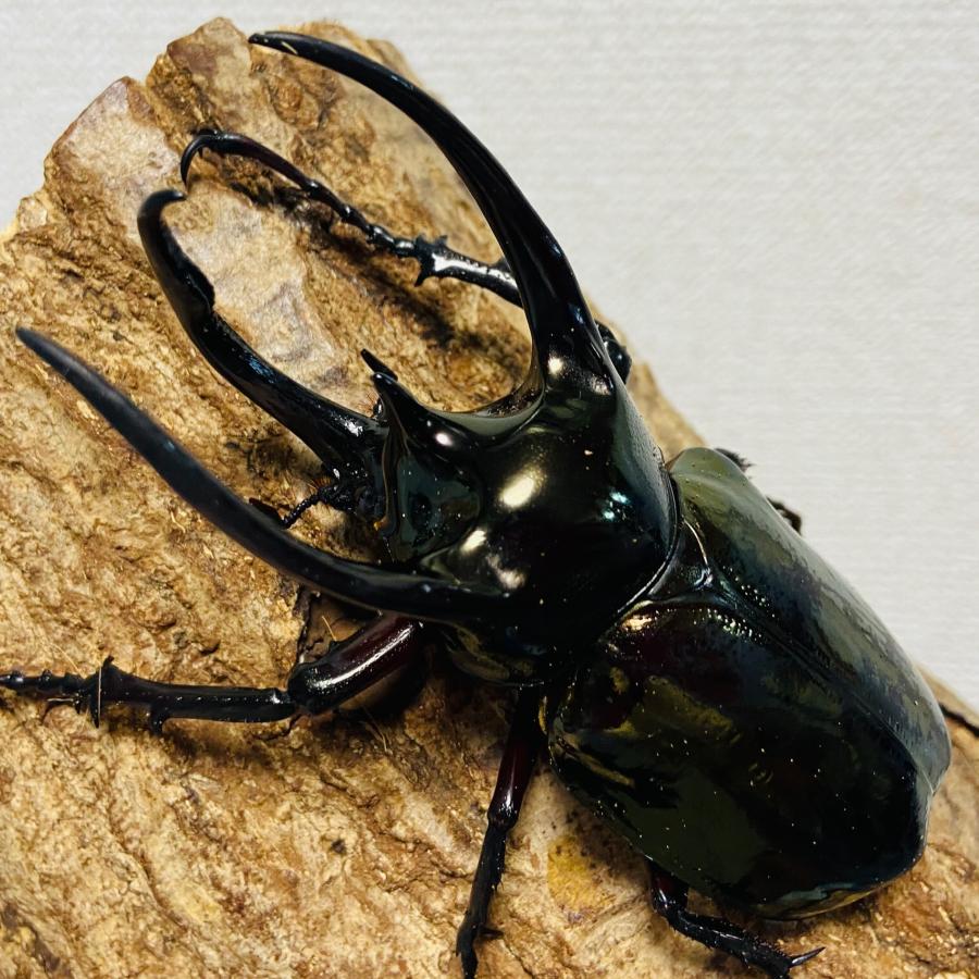 アトラスオオカブト 成虫 オス ♂ 93.7mm ミンダナオアトラス