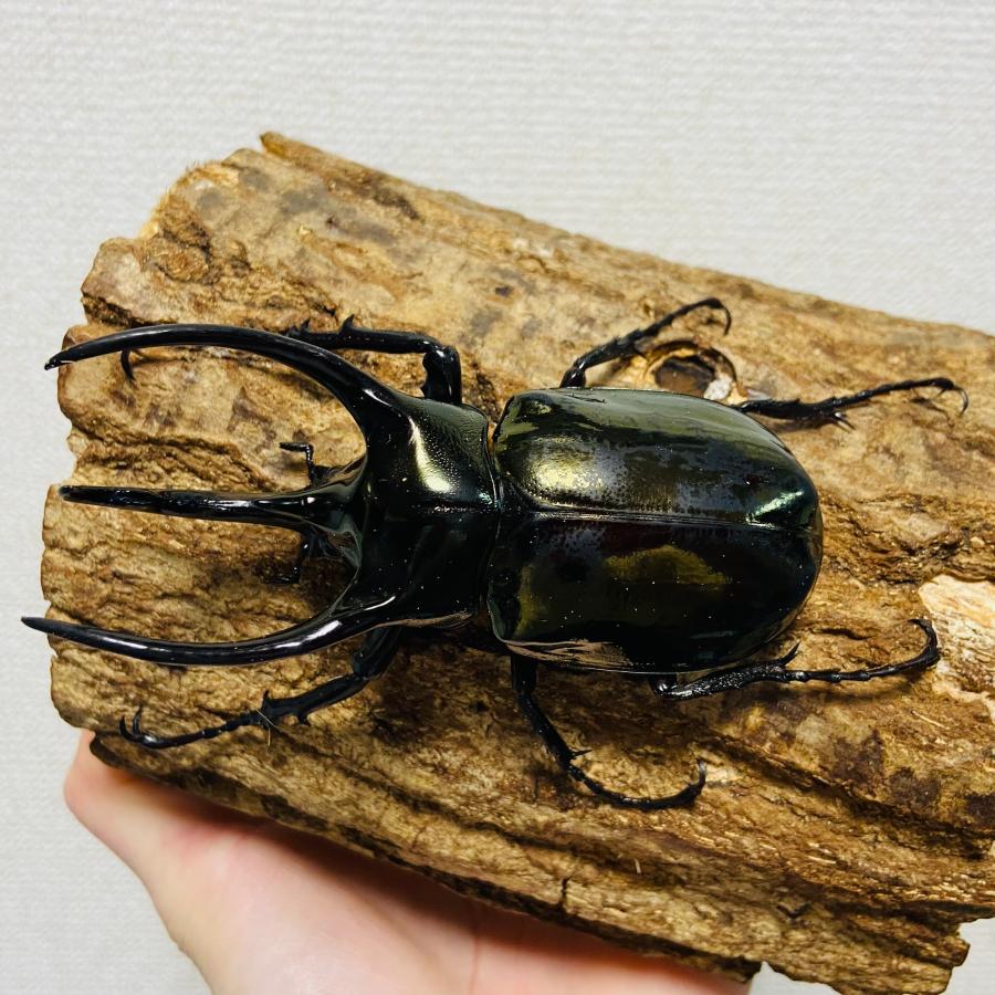 アトラスオオカブト 成虫 オス ♂ 93.7mm ミンダナオアトラス