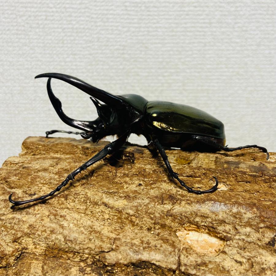 アトラスオオカブト 成虫 オス ♂ 93.7mm ミンダナオアトラス