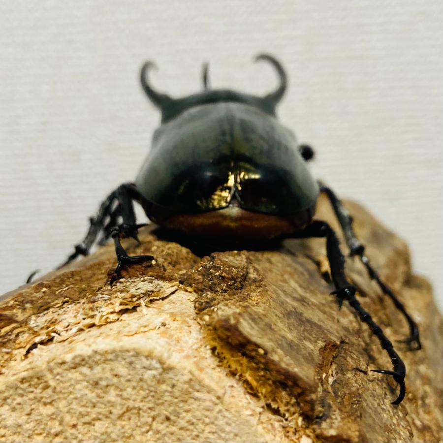 アトラスオオカブト 成虫 オス ♂ 93.7mm ミンダナオアトラス