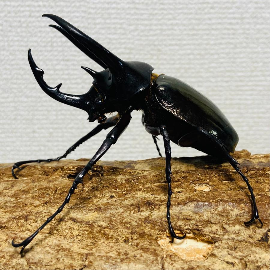 ジャワコーカサス　新成虫　　　 WD】《ジャワコーカサスオオカブト 95mm ペア》 | KPW BASE店