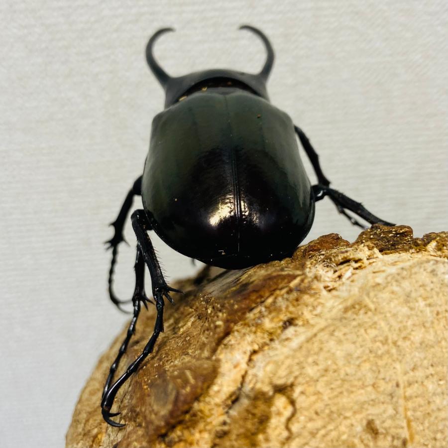 ジャワコーカサス　新成虫　　　 コーカサスオオカブト 成虫 オス ♂ 86.0mm ジャワコーカサス