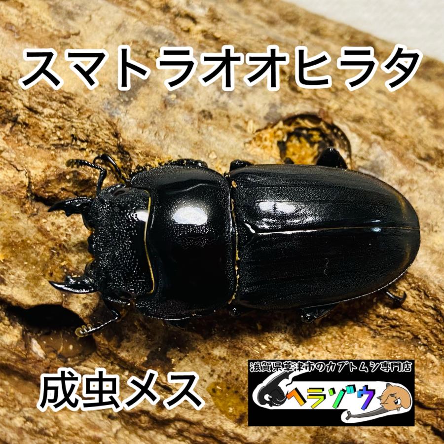特大血統】スマトラオオヒラタクワガタ 成虫 メス ♀ 53.8mm