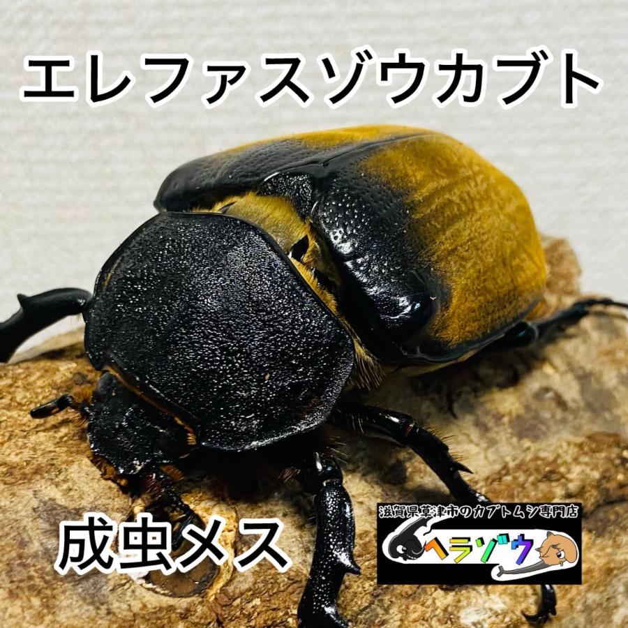 エレファスゾウカブト 成虫 メス ♀ 71.3mm : カブトムシ専門店 