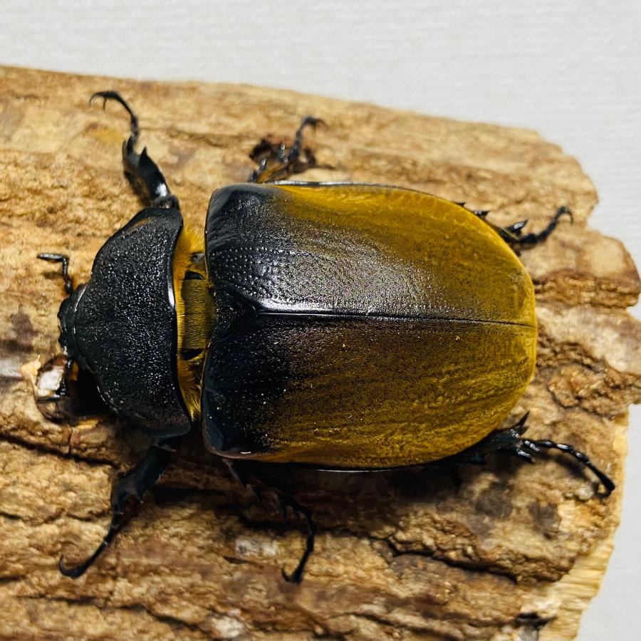 エレファスゾウカブト 成虫 メス ♀ 71.3mm : カブトムシ専門店