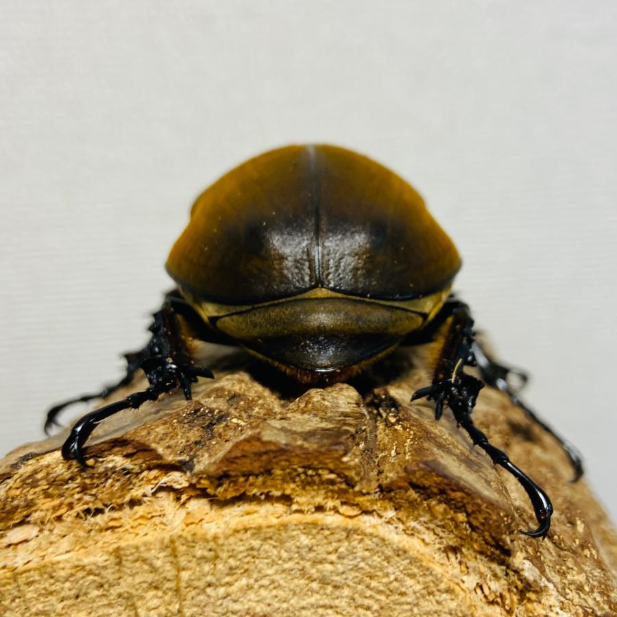 エレファスゾウカブト 成虫 メス ♀ 71.3mm : カブトムシ専門店