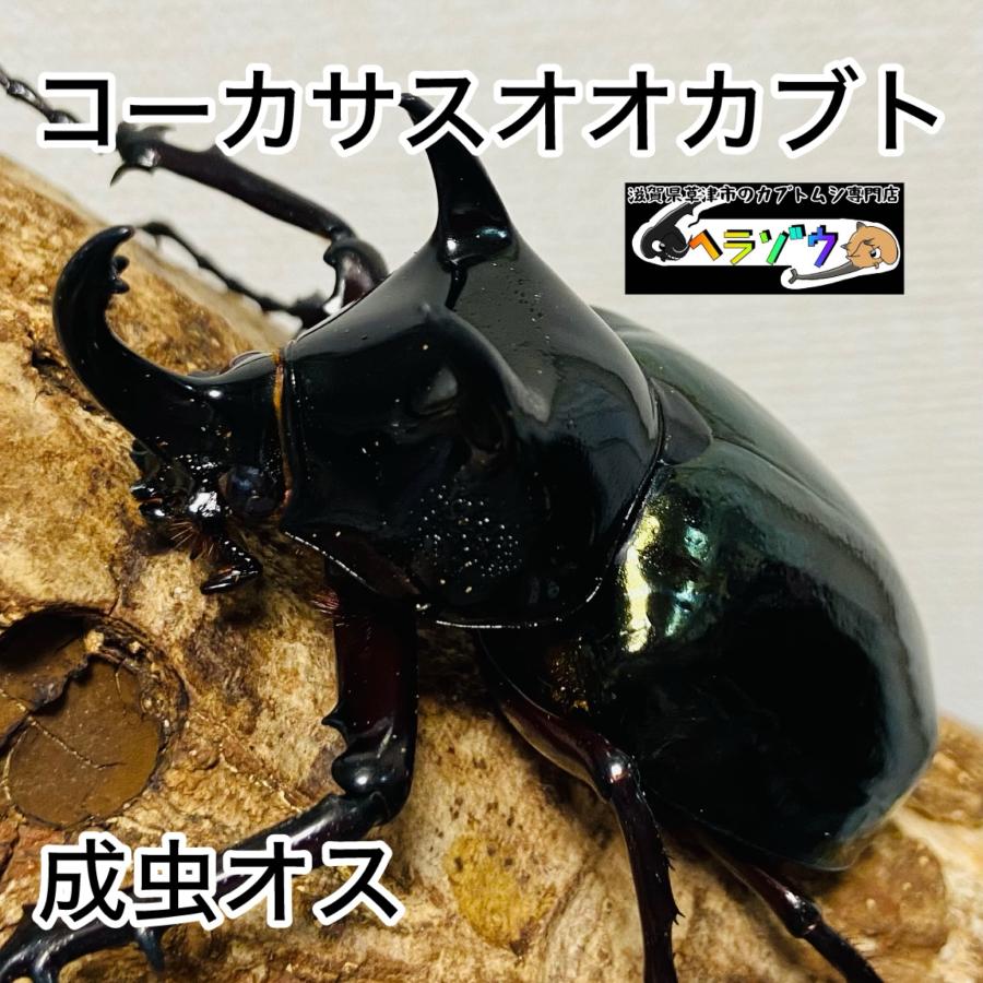 コーカサスオオカブト 成虫 オス ♂ 73.1mm ジャワコーカサス