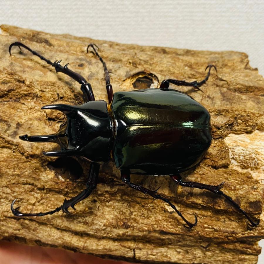 コーカサスオオカブト 成虫 オス ♂ 73.1mm ジャワコーカサス
