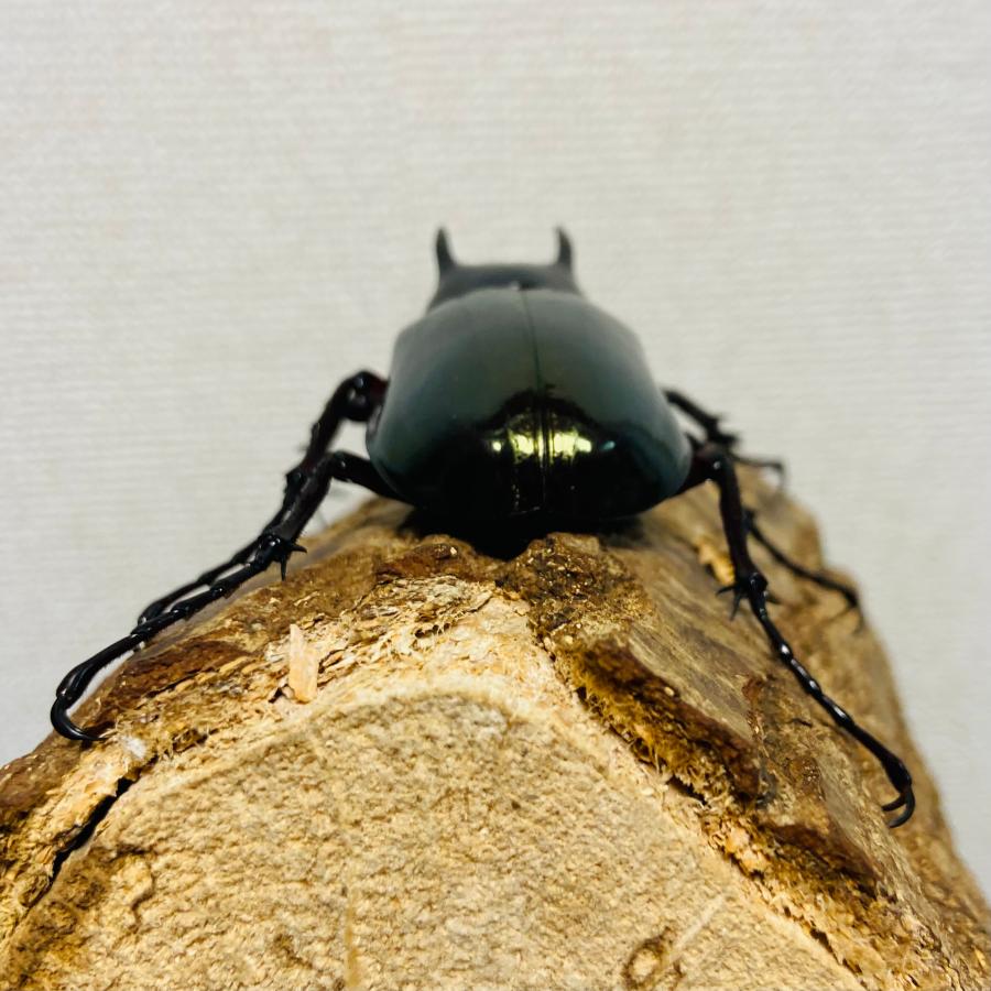 コーカサスオオカブト 成虫 オス ♂ 73.1mm ジャワコーカサス