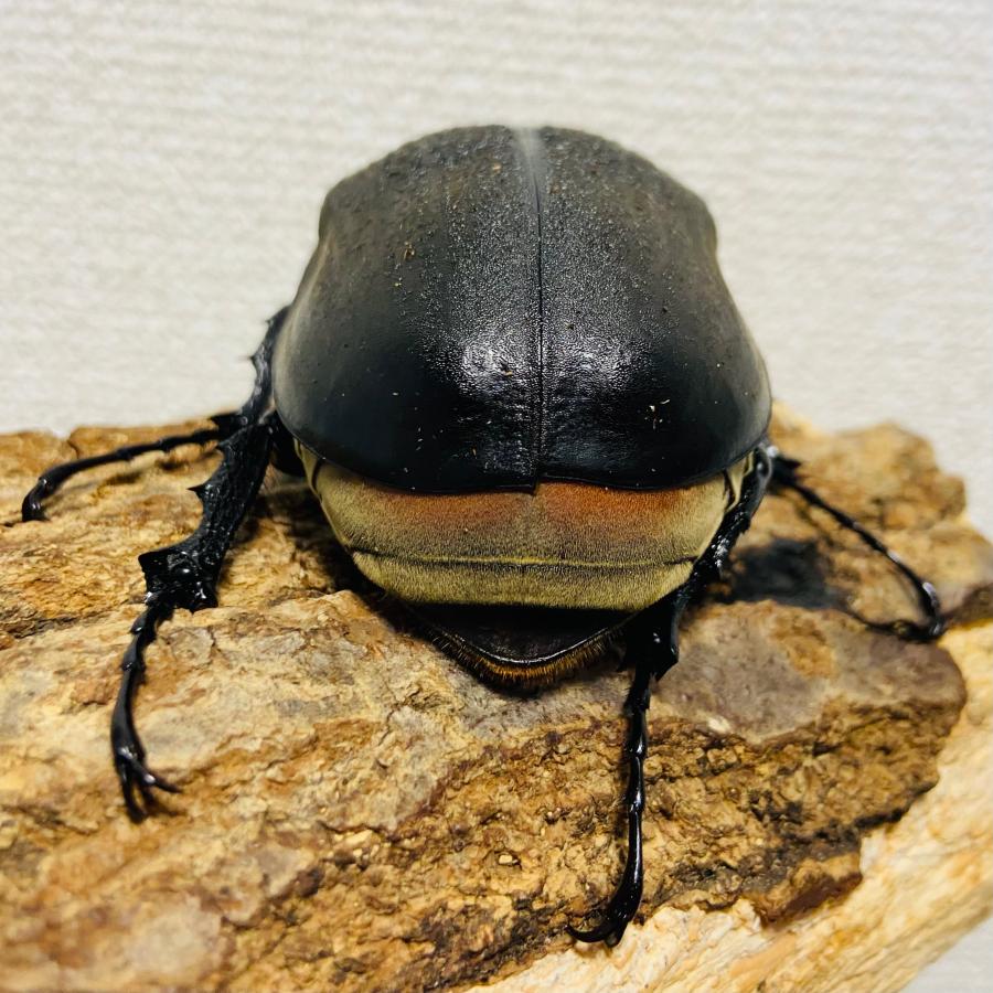 レックスゾウカブト 成虫 メス ♀ 81.0mm(アクティオンゾウカブト