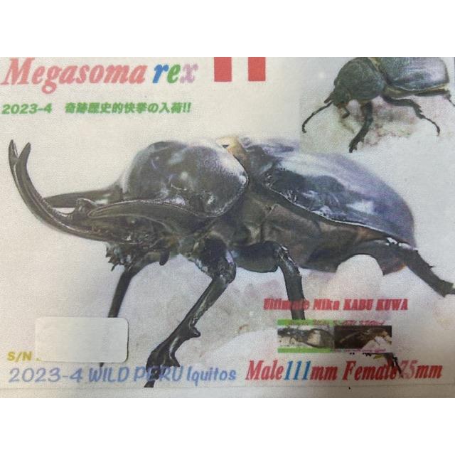 レックスゾウカブト販売します！ レックスゾウカブト (旧アクティオンゾウカブト) 成虫 オス ♂99mm