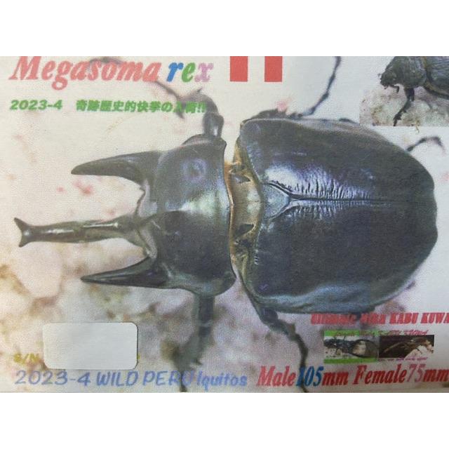 レックスゾウカブト 成虫 メス ♀ 81.0mm(アクティオンゾウカブト