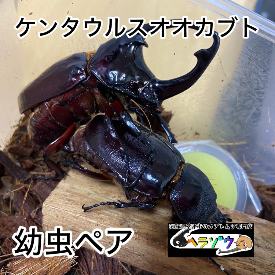 ケンタウルスオオカブト 幼虫 ペア : カブトムシ専門店ヘラゾウ - 通販 