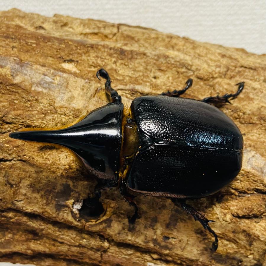 サタンオオカブト 成虫 オス ♂ 75.3mm : カブトムシ専門店ヘラゾウ