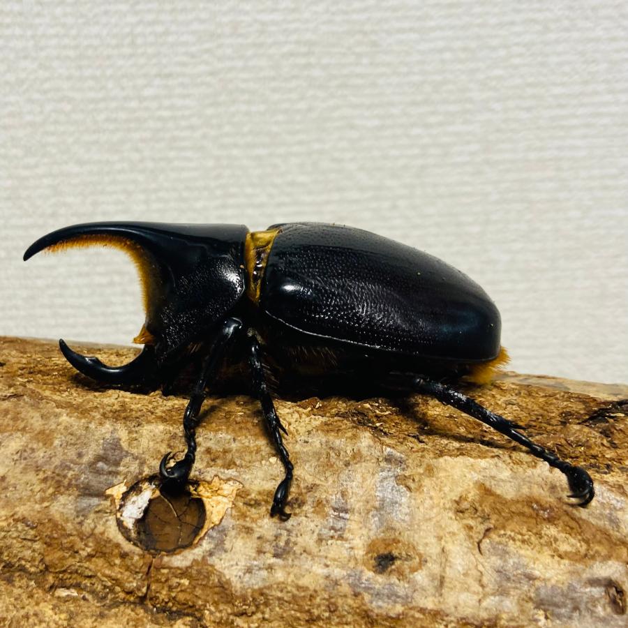 サタンオオカブト 成虫 オス ♂ 75.3mm : カブトムシ専門店ヘラゾウ