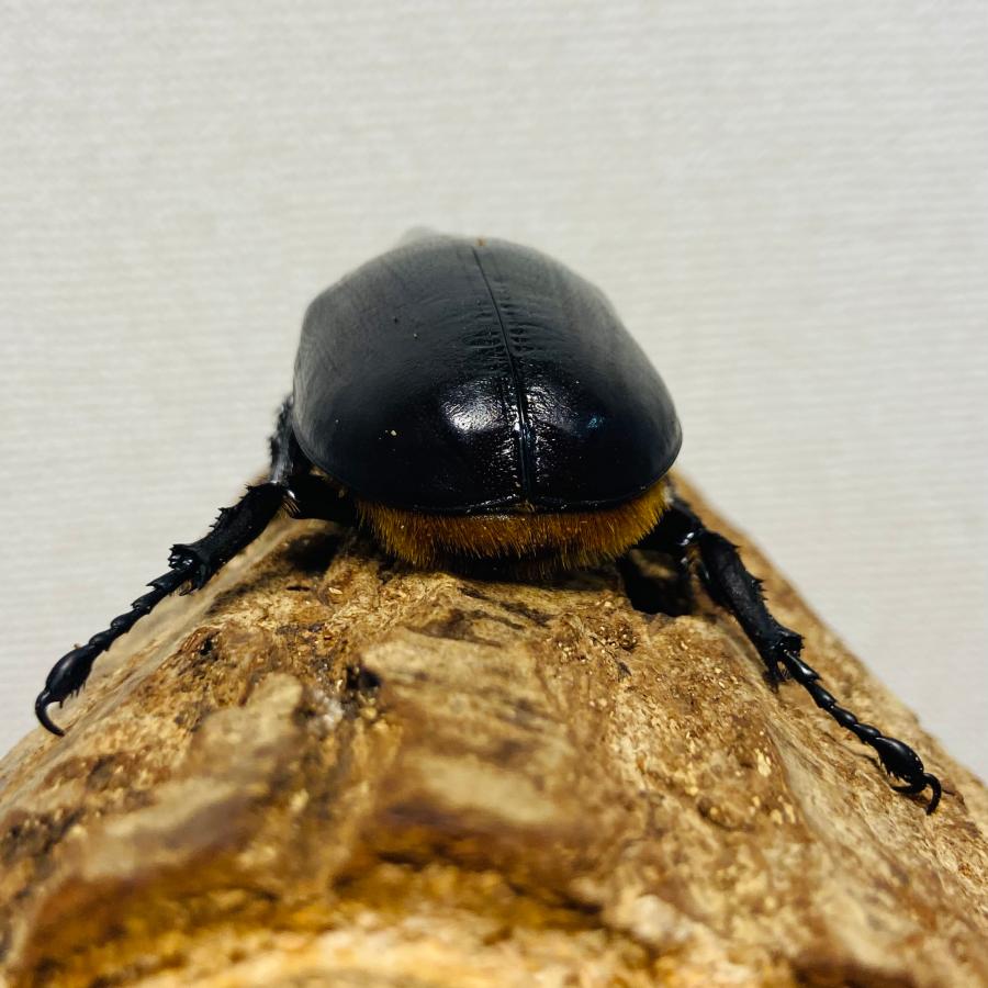 サタンオオカブト　オス サタンオオカブトの雄雌判別、ヘラクレス購入の報告 How to grow