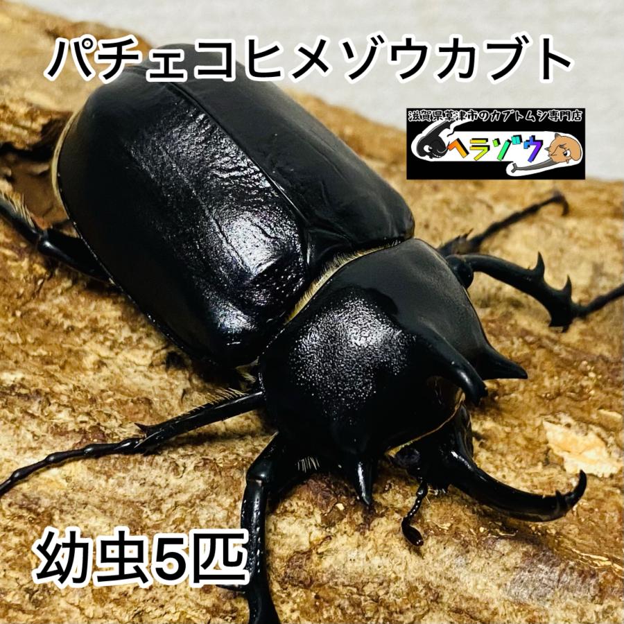 パチェコヒメゾウカブト 幼虫 5匹 : カブトムシ専門店ヘラゾウ - 通販 
