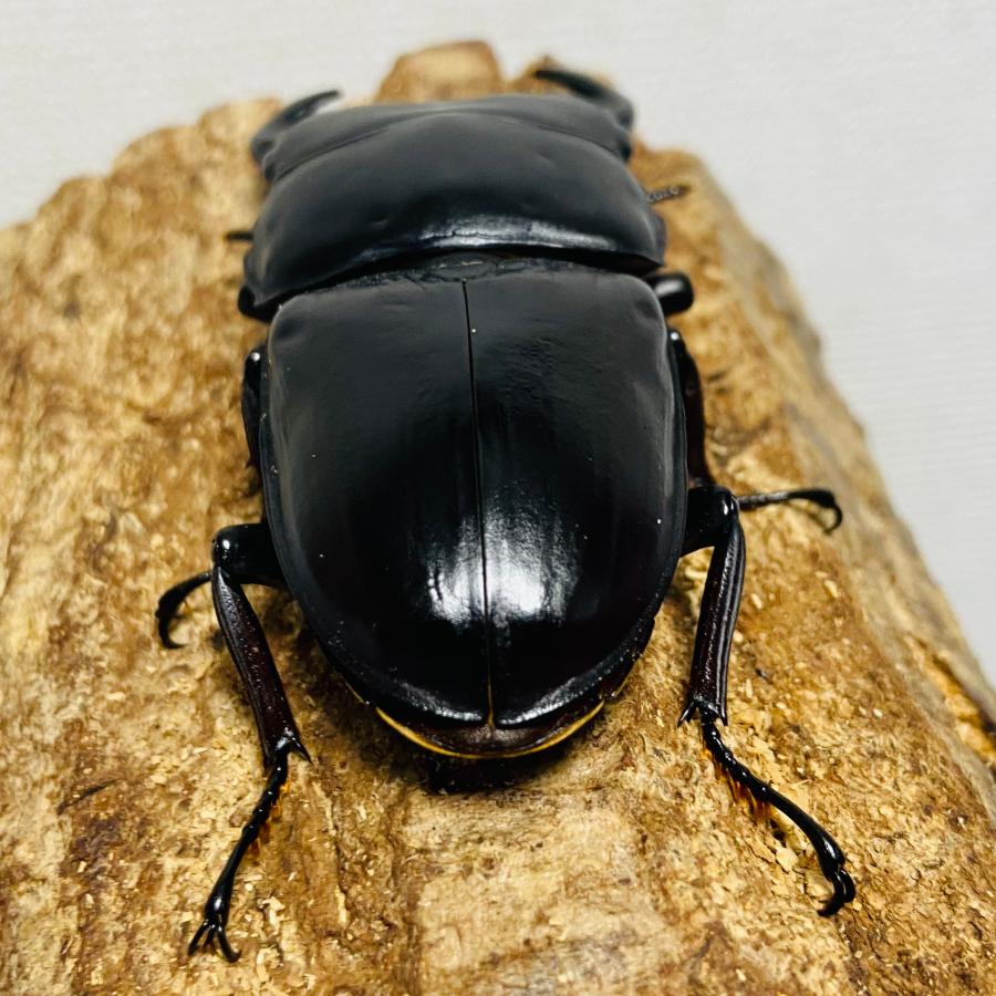 グランディスオオクワガタ 成虫 83.8mm ペア : カブトムシ専門店