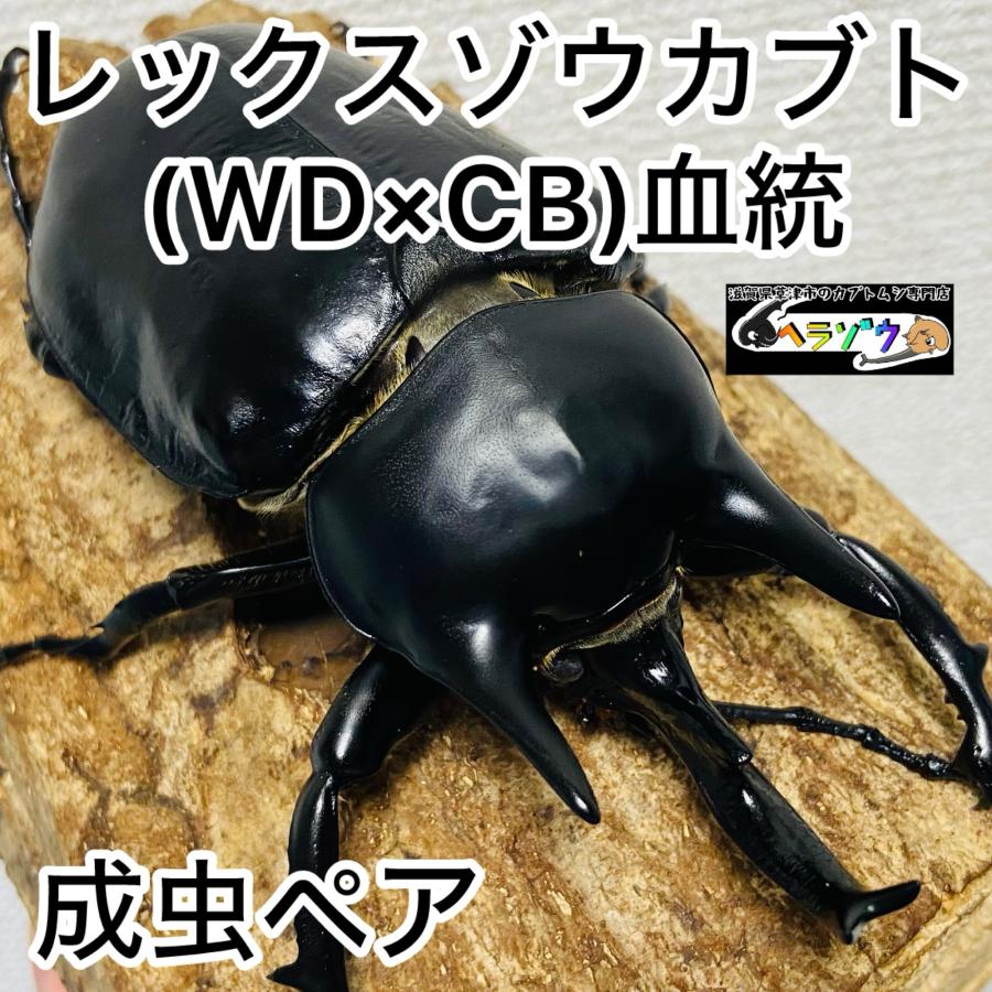 レックスゾウカブト 成虫 ペア 105.0mm (アクティオンゾウカブト 亜種
