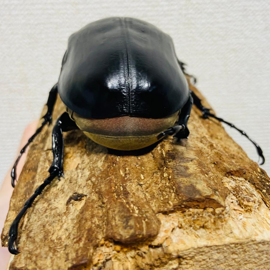 レックスゾウカブト 成虫 ペア 105.0mm (アクティオンゾウカブト 亜種
