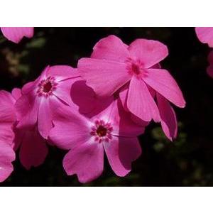 芝桜苗 マックダニエルクッション 濃ピンク色 24個セット 1平米分 しば