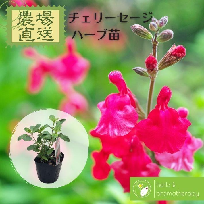 売り込み チェリーセージ チェリーセイジ オータムセージ サルビアグレッギー サルビアミクロフィラ アキノベニバナ