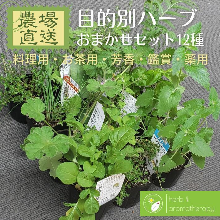 10種から選べるハーブ苗セット　2ポット650円〜　ご注文用 おまかせ ハーブ苗 セット 12種 目的別ハーブ苗おまかせセット お料理