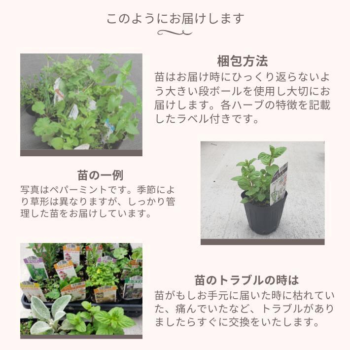 おまかせ ハーブ苗 セット 12種 目的別ハーブ苗おまかせセット お料理