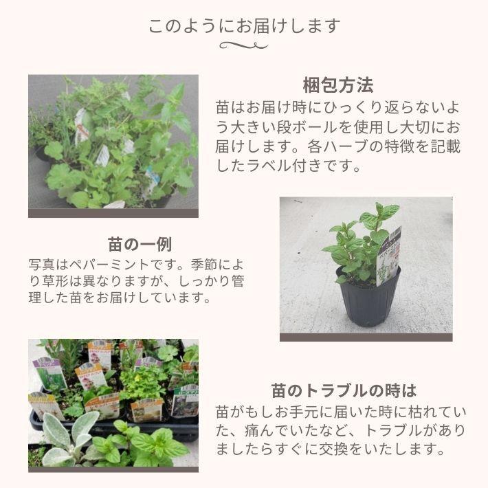 おまかせ ハーブ苗 セット 12種 目的別ハーブ苗おまかせセット お料理