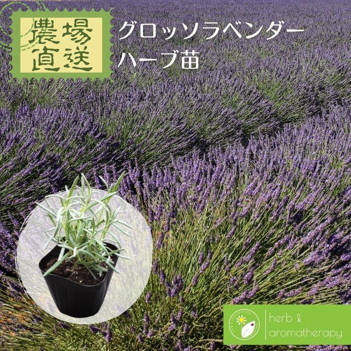 グロッソラヴェンダー ラベンダーグロッソ ラヴァンジングロッソ ハーブ苗 9vp 3号ポット Grosso LavenderC｜herbalkgemstones