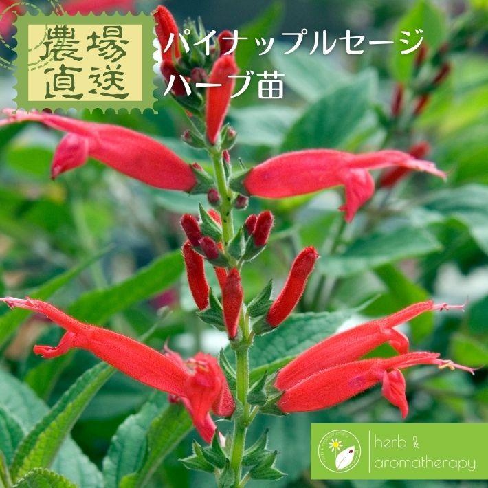 パイナップルセージ エレガンスセージ サルビアエレガンス ハーブ苗 9vp 3号ポット Pineapple Sage Sale 86 Off