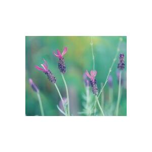 ペダンクラータラベンダー 男女兼用 スパニッシュラヴェンダー ストエカスラベンダー ハーブ苗 9vp Stoechas Lavender Pedunculata 3号ポット