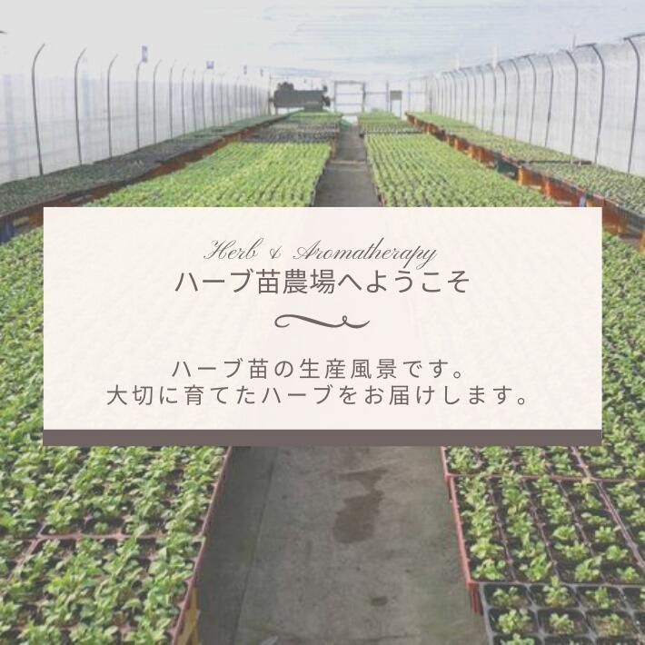 コモンタイム タイム ガーデンタイム タチジャコウソウ ハーブ苗 9vp 3号ポット Common Thyme ハーブ苗専門店 H Aハーブ苗専門店 通販 Yahoo ショッピング