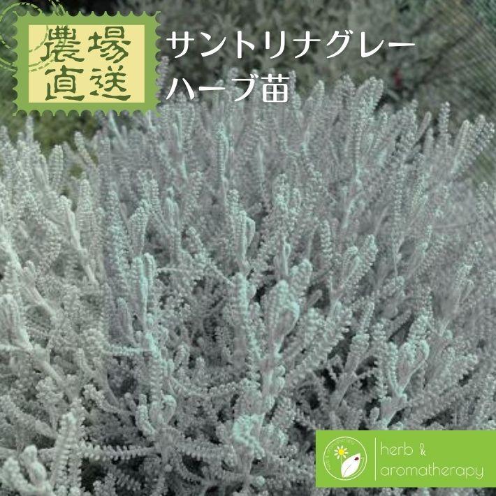 サントリナグレイ サントリナグレー コットンラベンダー ワタスギギク ハーブ苗 9vp 3号ポット Santolina H Aハーブ苗専門店 通販 Yahoo ショッピング