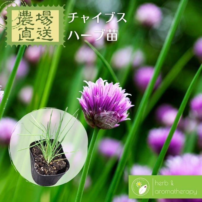 チャイブス チャイブ シブーレット 西洋アサツキ・エゾネギ ハーブ苗 9vp 3号ポット Chives｜herbalkgemstones