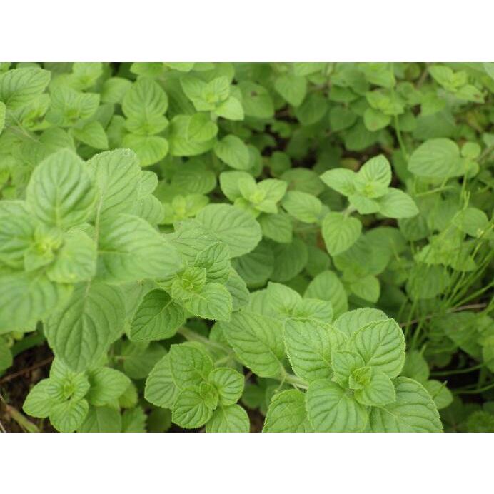 オレガノ ワイルドマジョラム オリガナム 花薄荷 ハナハッカ ハーブ苗 9vp 3号ポット Oregano Wild Marjoram 単品ハーブ苗買いまわり専用 H Aハーブ苗専門店 通販 Yahoo ショッピング