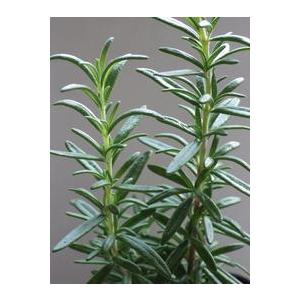 香りの生垣 ローズマリーレックス 12ポット 立性 紫色 レックスローズマリー マンネンロウ シーデュー ハーブ苗セット 9vp 12ポット 生垣 Rex Rosemary 5603 2 H Aハーブ苗専門店 通販 Yahoo ショッピング