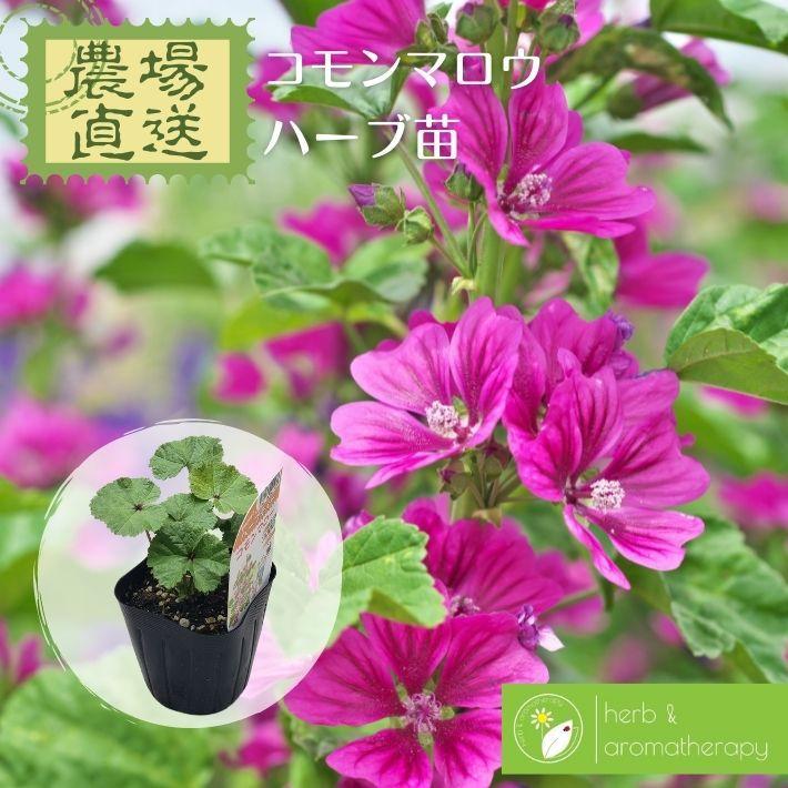 コモンマロウ ハイマロウ ブルーマロウ チージーズ ウスベニアオイ ハーブ苗 9vp 3号ポット Common Mallow H Aハーブ苗専門店 通販 Yahoo ショッピング