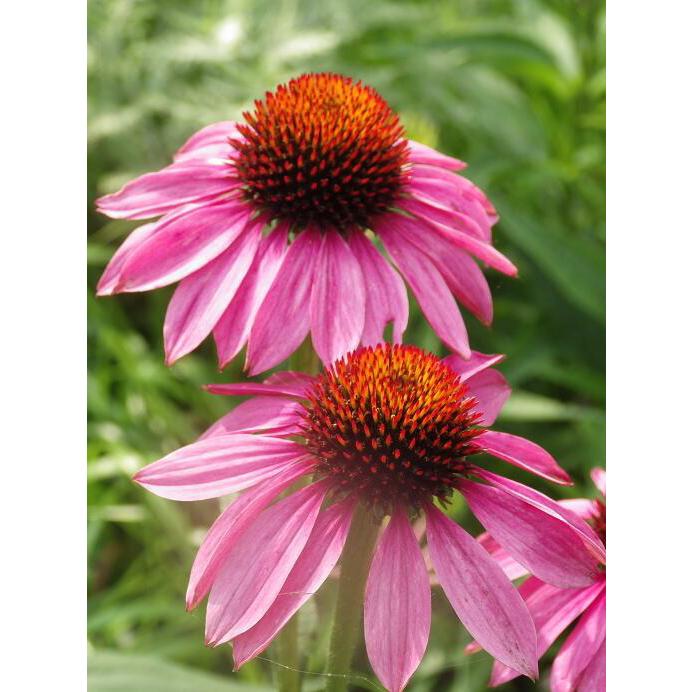 エキナセア ムラサキバレンギク エキナケア ハーブ苗 9vp 3号ポット Echinacea ハーブ苗専門店 H Aハーブ苗専門店 通販 Yahoo ショッピング