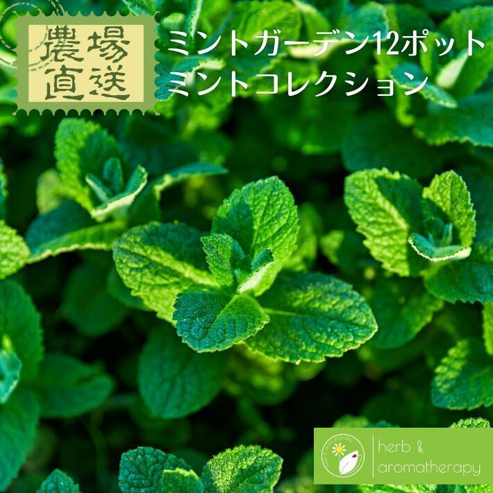 種子 ペパーミントニチノウのタネ 花まるマーケット