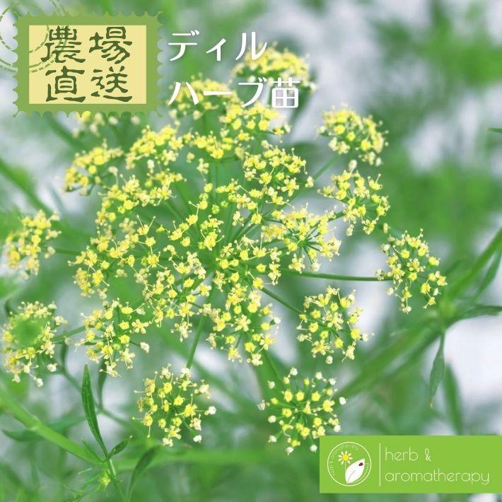 日本全国送料無料 ディル イノンド ハーブ苗 9vp 3号ポット Dill Wantannas Go Id